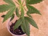 peeweed (1).jpg