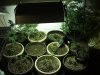 9-4-12 veg room full pic.jpg