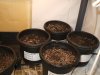 9-4-12  seedlings 1.jpg
