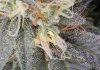 Qush_Q4_Day42_hermie1.jpg Qush_Q4_Day42_hermie1.jpg