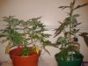 20120904201552.jpg