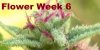 Trichs.jpg Trichs.jpg