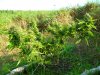SAM_0748.jpg SAM_0748.jpg