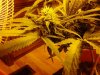 chrystal 4 weeks flowering 023.jpg