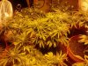 chrystal 4 weeks flowering 010.jpg