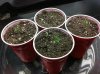 sprout-1.jpg sprout-1.jpg
