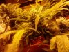 chrystal 4 weeks flowering 009.jpg
