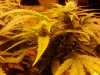 chrystal 4 weeks flowering 011.jpg