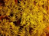 chrystal 4 weeks flowering 013.jpg