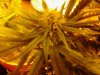 chrystal 4 weeks flowering 016.jpg