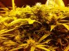 chrystal 4 weeks flowering 018.jpg