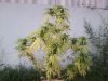Plant 3.jpg