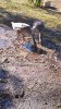 upinthemguts-464756-albums-geese-picture2325023-geese-eating-mud.jpg
