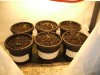 9-7-12 seedlings.jpg