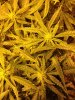 buds!.jpg