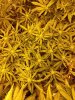 auto flower week 7.jpg