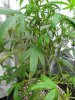 DSC00959.jpg