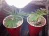 20120908_085426.jpg 20120908_085426.jpg