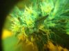 grow-sep1 003.jpg