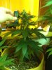 grow-sep1 005.jpg
