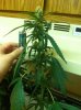 grow-sep1 008.jpg