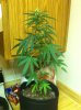 grow-sep1 009.jpg