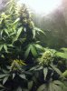 grow-sep9 001.jpg