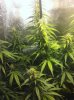 grow-sep9 002.jpg