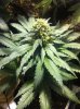 grow-sep9 004.jpg