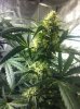 grow-sep9 005.jpg