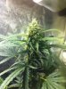 grow-sep9 006.jpg