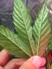 9-10 Clone 1 back side spotted leaf.jpg