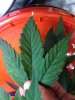 9-10 clone 1 front side spotted leaf.jpg