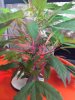 9-10 Clone 1 full view @ 4wks.jpg