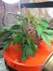 9-10 Clone 1 full view 4 wks.jpg
