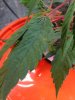 9-10 Clone 1 view spotted leaf.jpg