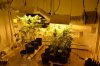 bud 2 001.jpg