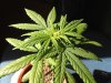 2 week flower.jpg 2 week flower.jpg