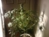 3flowers.jpg