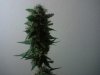jons bud.jpg