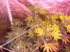DSC05612.jpg