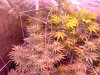 DSC05609.jpg