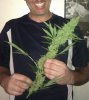bigbud.jpg