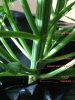 Plant 2.jpg Plant 2.jpg