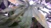 weed2.jpg