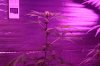 IMG_5923small.jpg