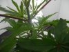 DSCN1260.jpg
