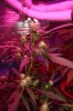 IMG_5935small.jpg