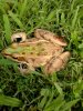 frog pic 006.jpg