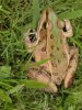 frog pic 004.jpg